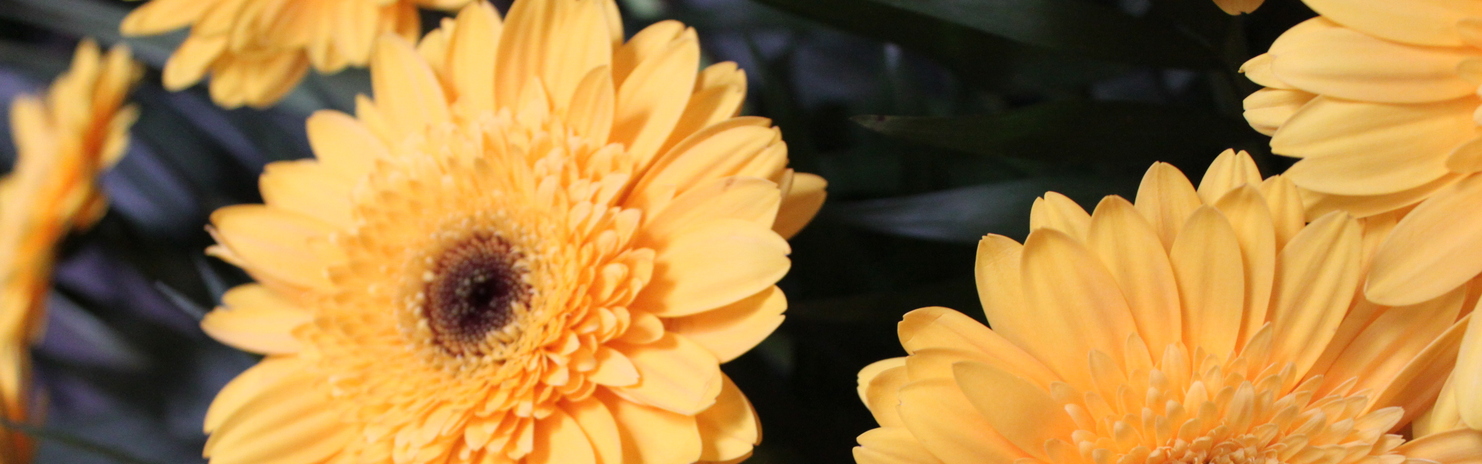 Nahaufnahme von gelben Gerbera-Bl&uuml;ten mit dunklen Mittelpunkten vor gr&uuml;nem Blattwerk.
