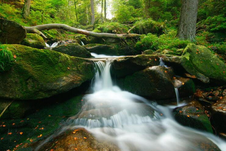 Bach mit sanft flie&szlig;endem Wasser zwischen moosbedeckten Steinen in einem dichten, gr&uuml;nen Wald.