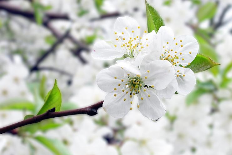 Nahaufnahme einer blühenden Kirschblüte mit weißen Blütenblättern und gelben Staubgefäßen vor unscharfem Hintergrund.